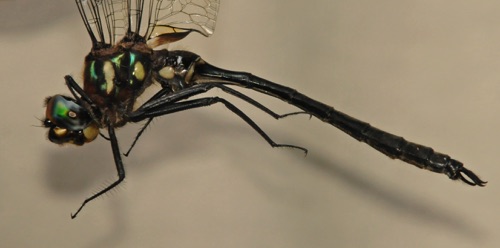 Male
2015_07_25 TN